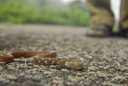 Image of Beddome’s Keelback