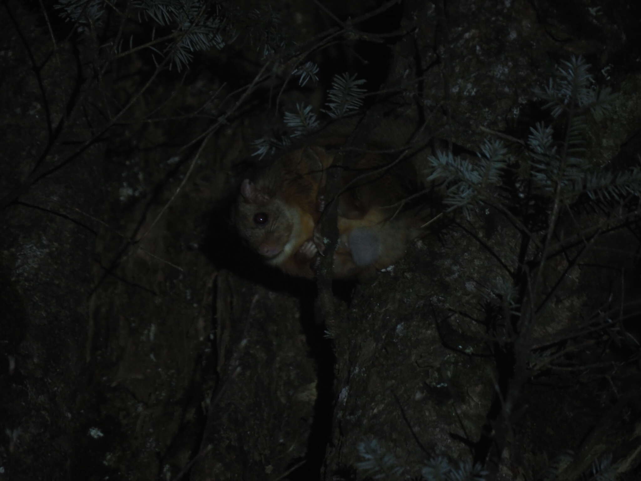 Image of Complex-toothed flying squirrel