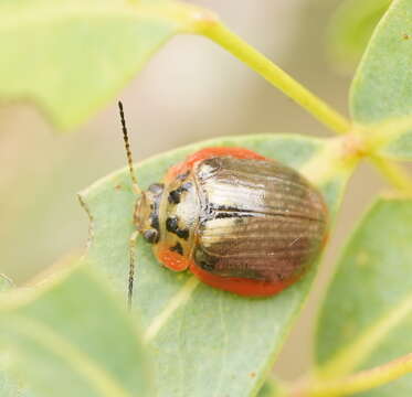 Image of <i>Paropsisterna agricola</i>