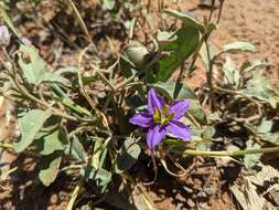 Image of Solanum esuriale Lindl.