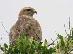 Imagem de Buteo buteo vulpinus (Gloger 1833)