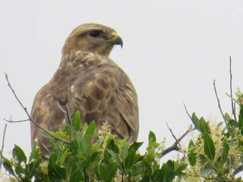 Image of Buteo buteo vulpinus (Gloger 1833)