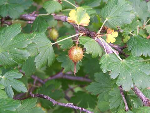 Image of orange gooseberry