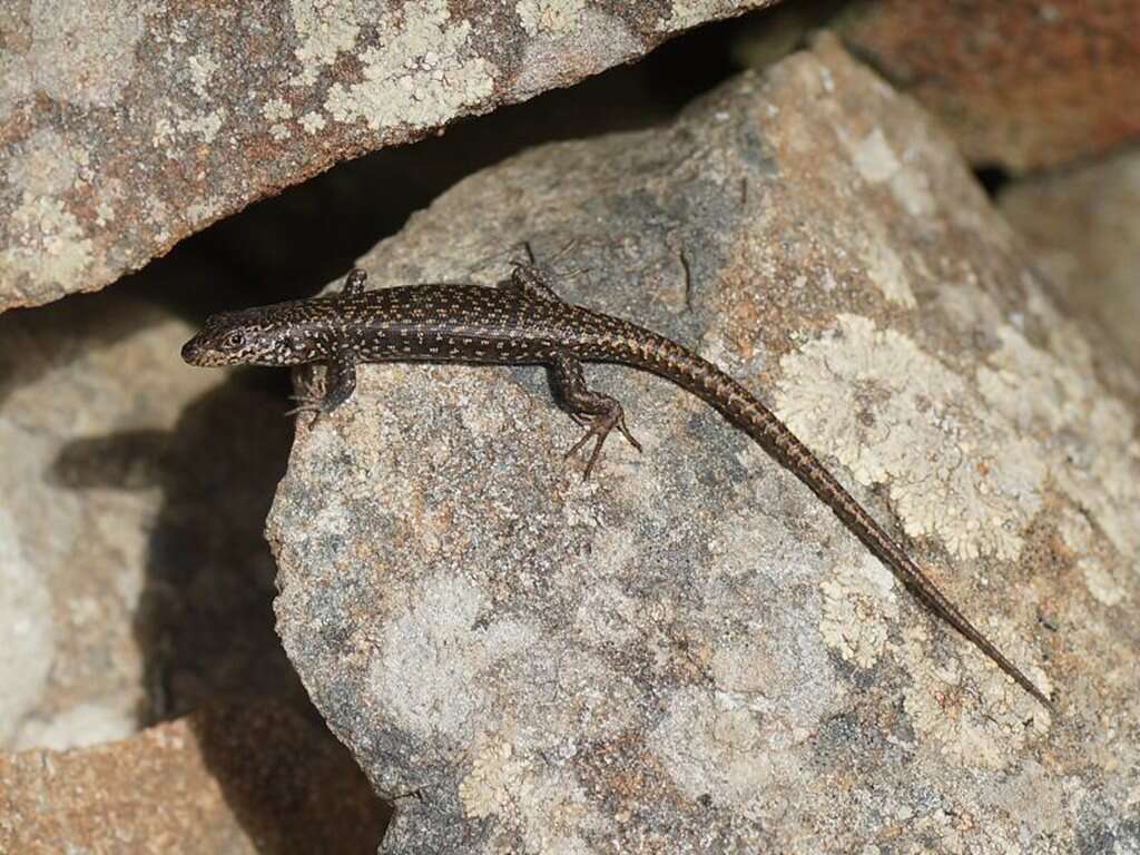 Image of Spotted Skink