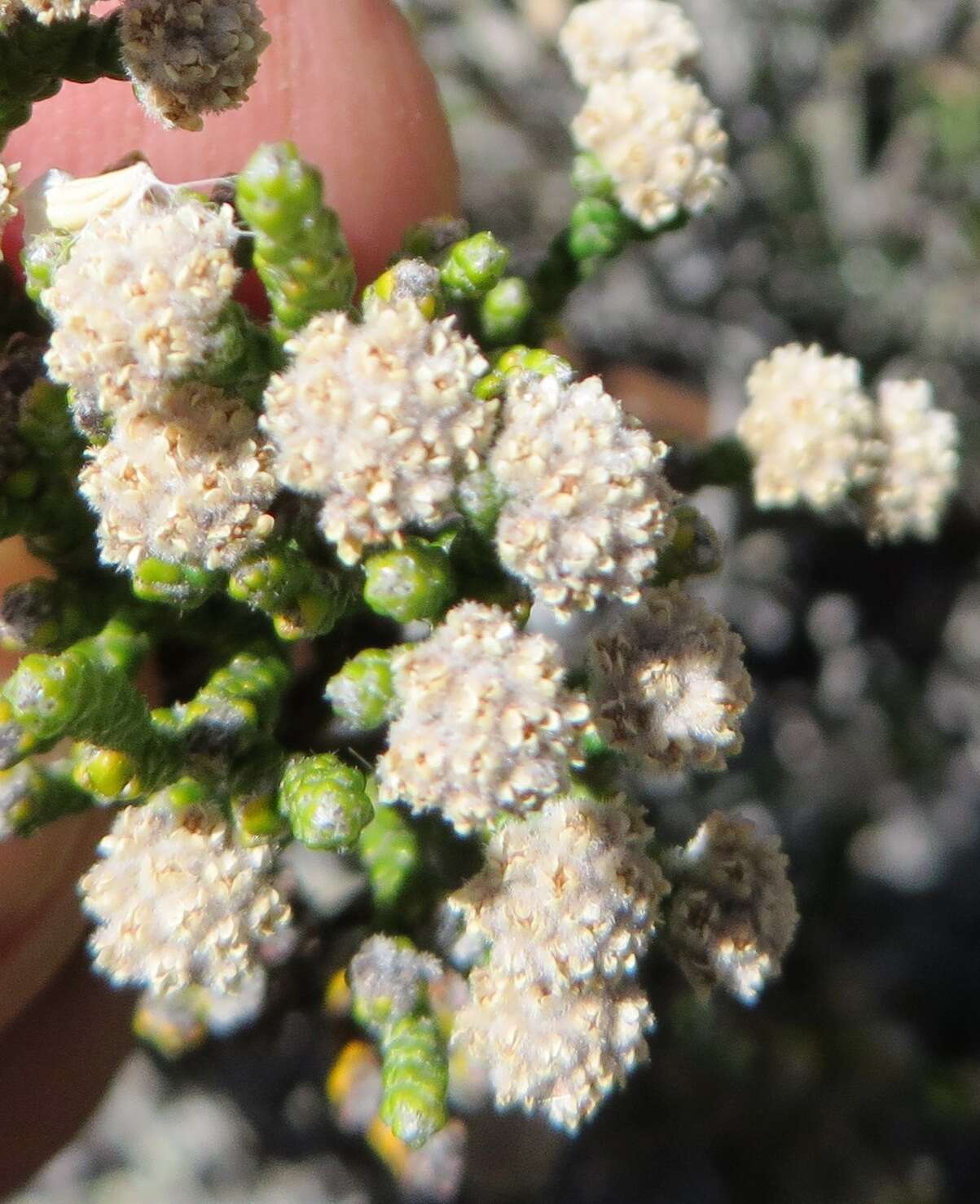 Image of Brunia microphylla Thunb.