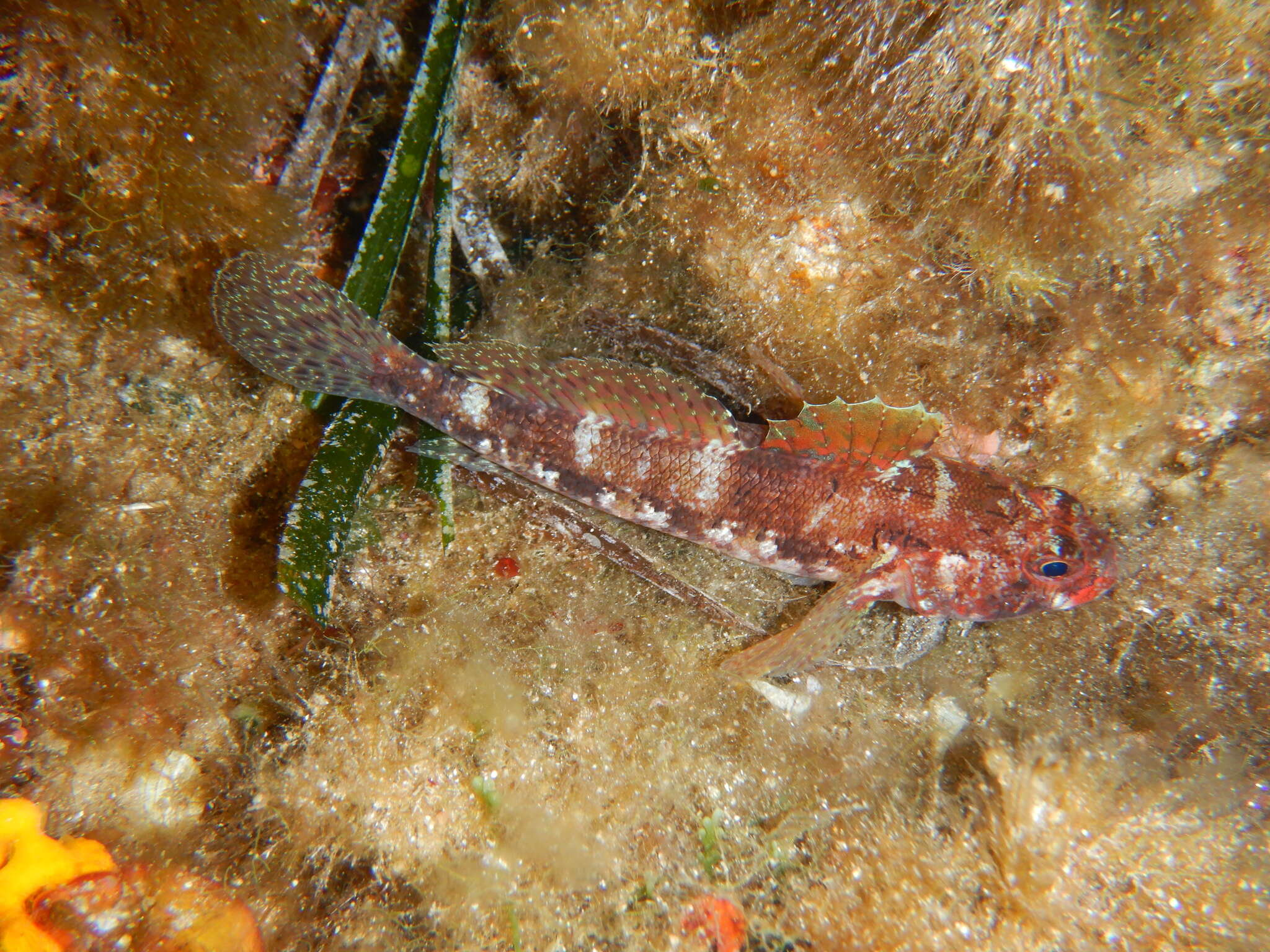 Sivun Gobius cruentatus Gmelin 1789 kuva