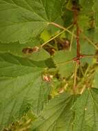 Image of Bilberry shield bug