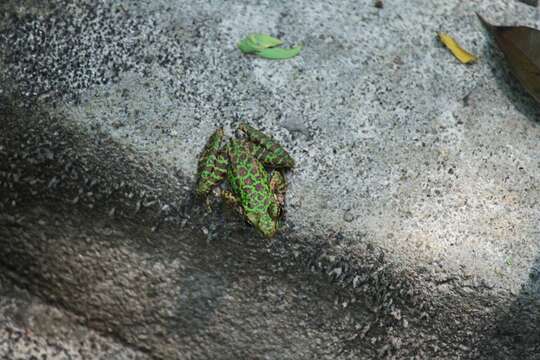 Imagem de Odorrana huanggangensis Chen, Zhou & Zheng 2010