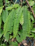 Image of Adiantum edgeworthii Hook.