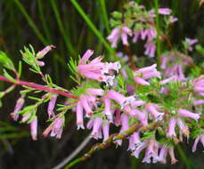 Imagem de Erica cyrilliflora Salisb.