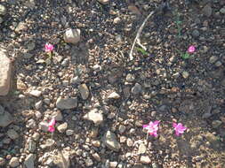 Plancia ëd Hesperantha humilis Baker