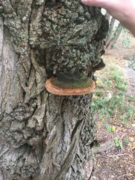 Image of Phellinus robiniae (Murrill) A. Ames 1913