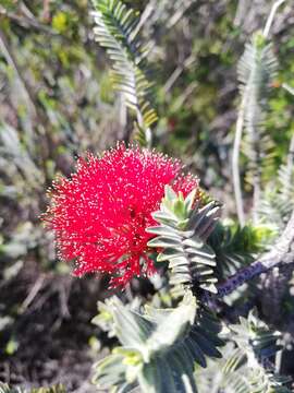 Image of Melaleuca velutina (Turcz.) Craven & R. D. Edwards