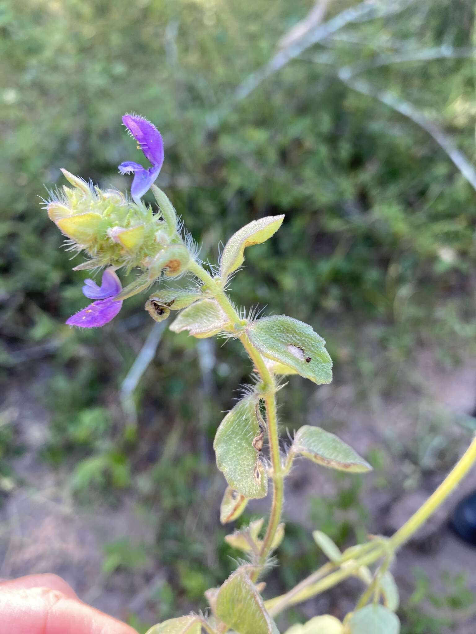 Image of Plectranthus lasianthus (Gürke) Vollesen