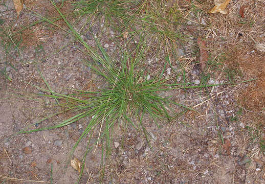 Image of Brown's lovegrass