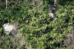 Image de Doryanthes palmeri W. Bull