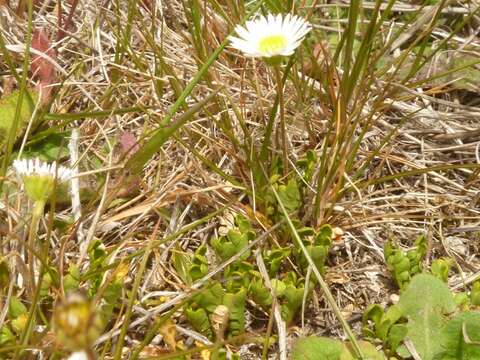 Image of Brachyscome sinclairii Hook. fil.