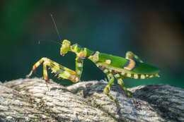 Plancia ëd Theopropus elegans Westwood 1832