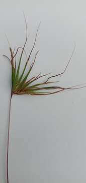 Image of Christmas grass