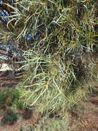 Image of eucalyptus