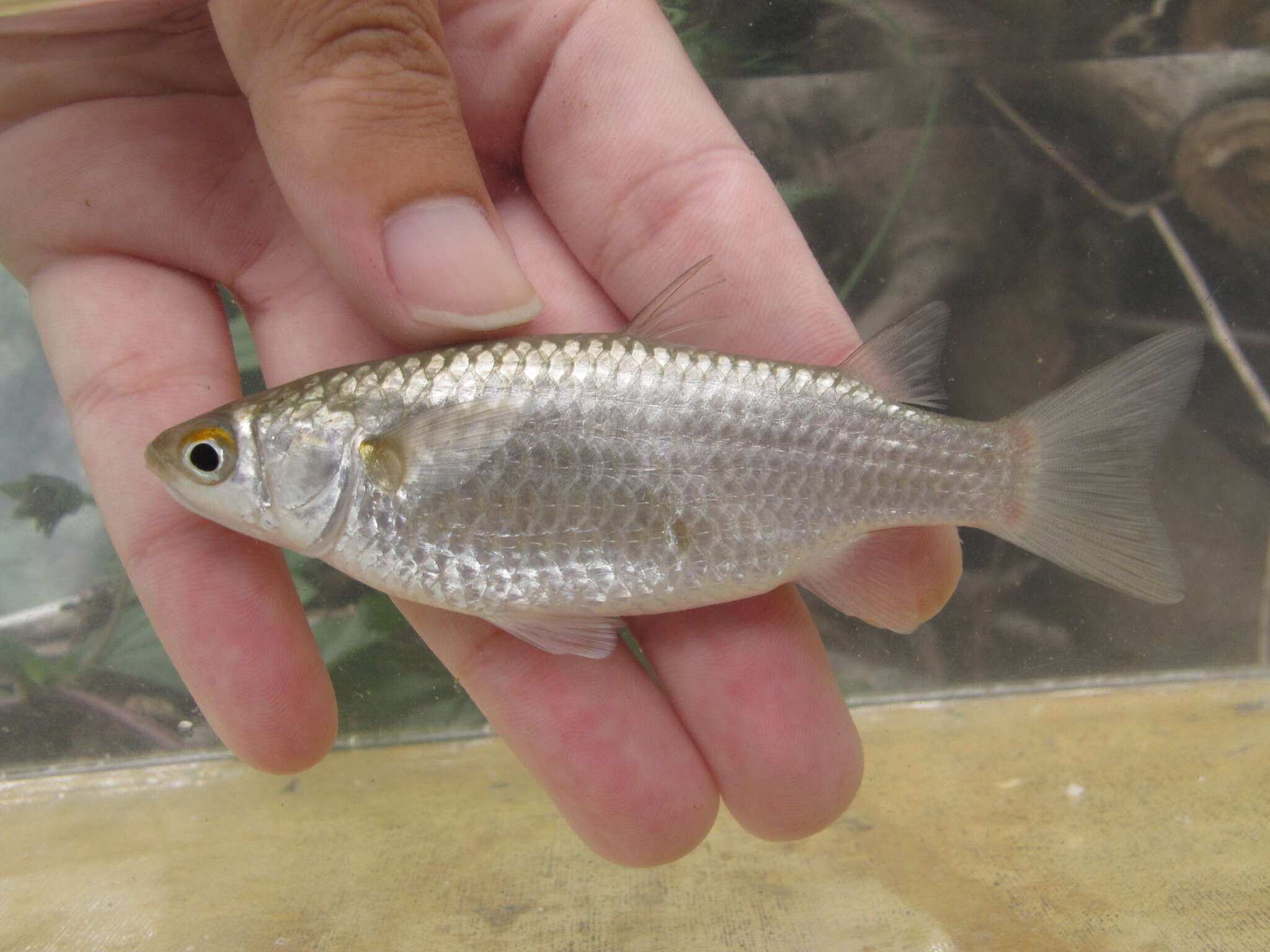 Image of Berneo-mullet