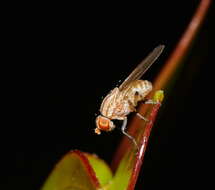 Image of Sapromyza victoriae Malloch 1925