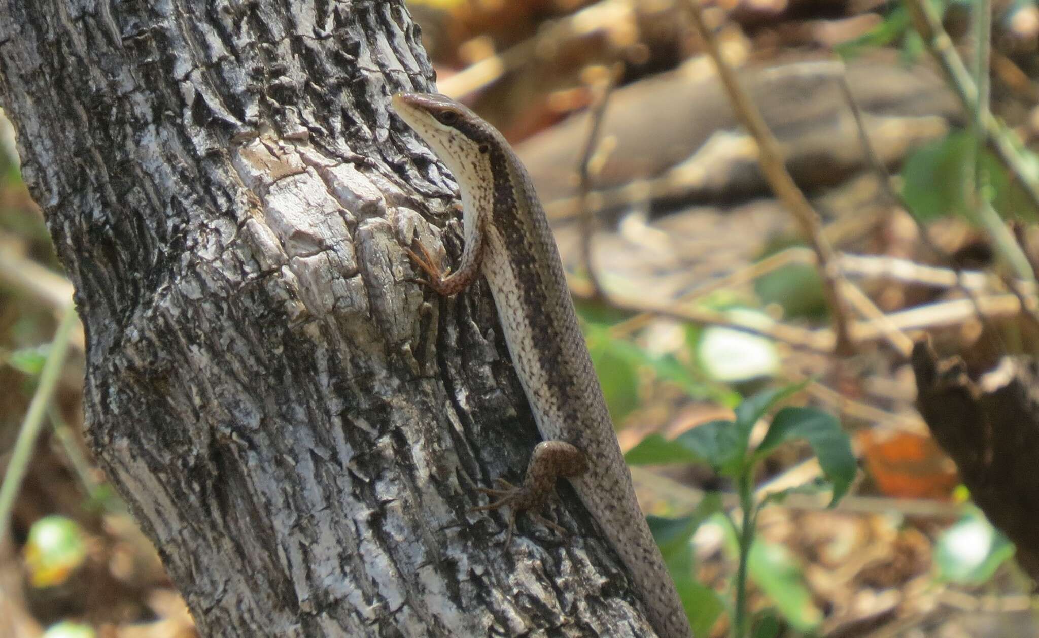 Image de Trachylepis planifrons (Peters 1878)