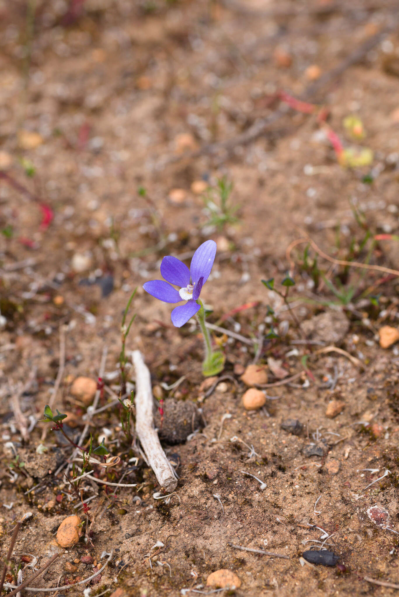 Image of Caladenia gemmata Lindl.