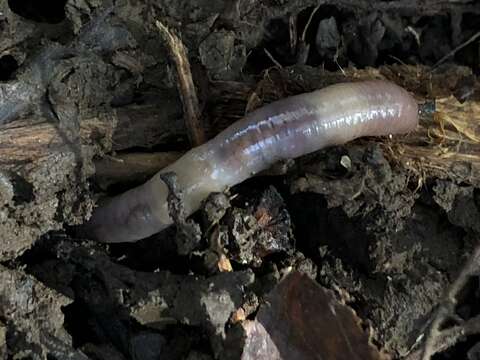 Image of Woodland white worm