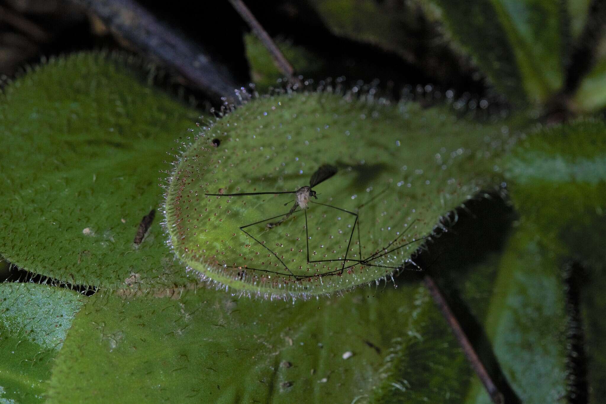 Image of Sundew