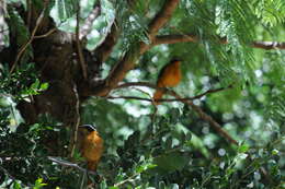 Image of Heuglin's Robin