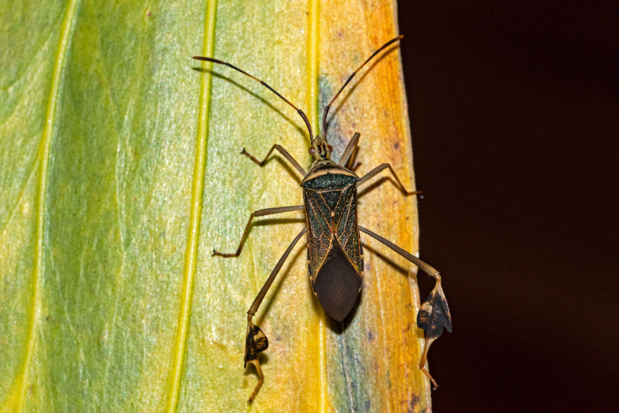 Image of Chondrocera mirabilis Brailovsky & Barrera 1994