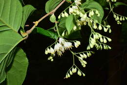 Plancia ëd Pterostyrax corymbosus Siebold & Zucc.