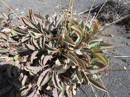 Image of Valeriana carnosa Sm.