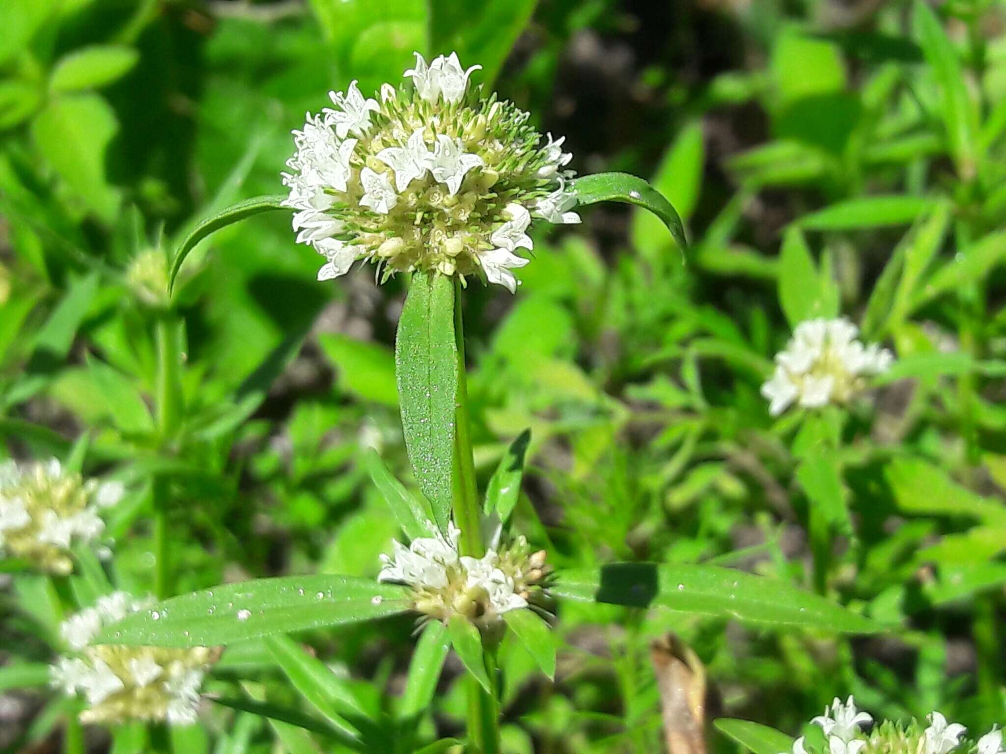 Imagem de Spermacoce densiflora (DC.) Alain