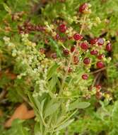 Chenopodium candolleanum (Moq.) S. Fuentes & Borsch的圖片