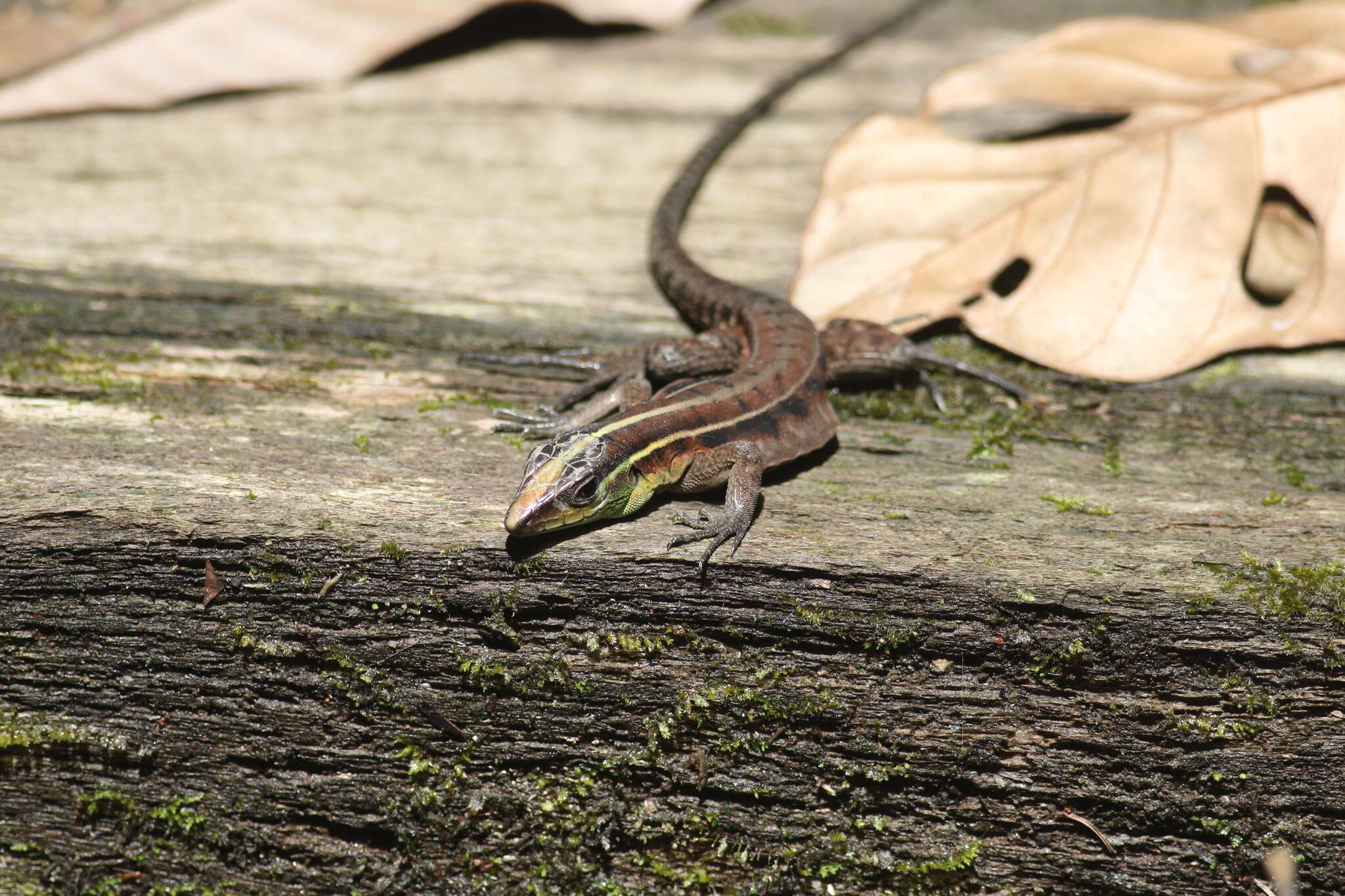 Image of Kentropyx calcarata Spix 1825