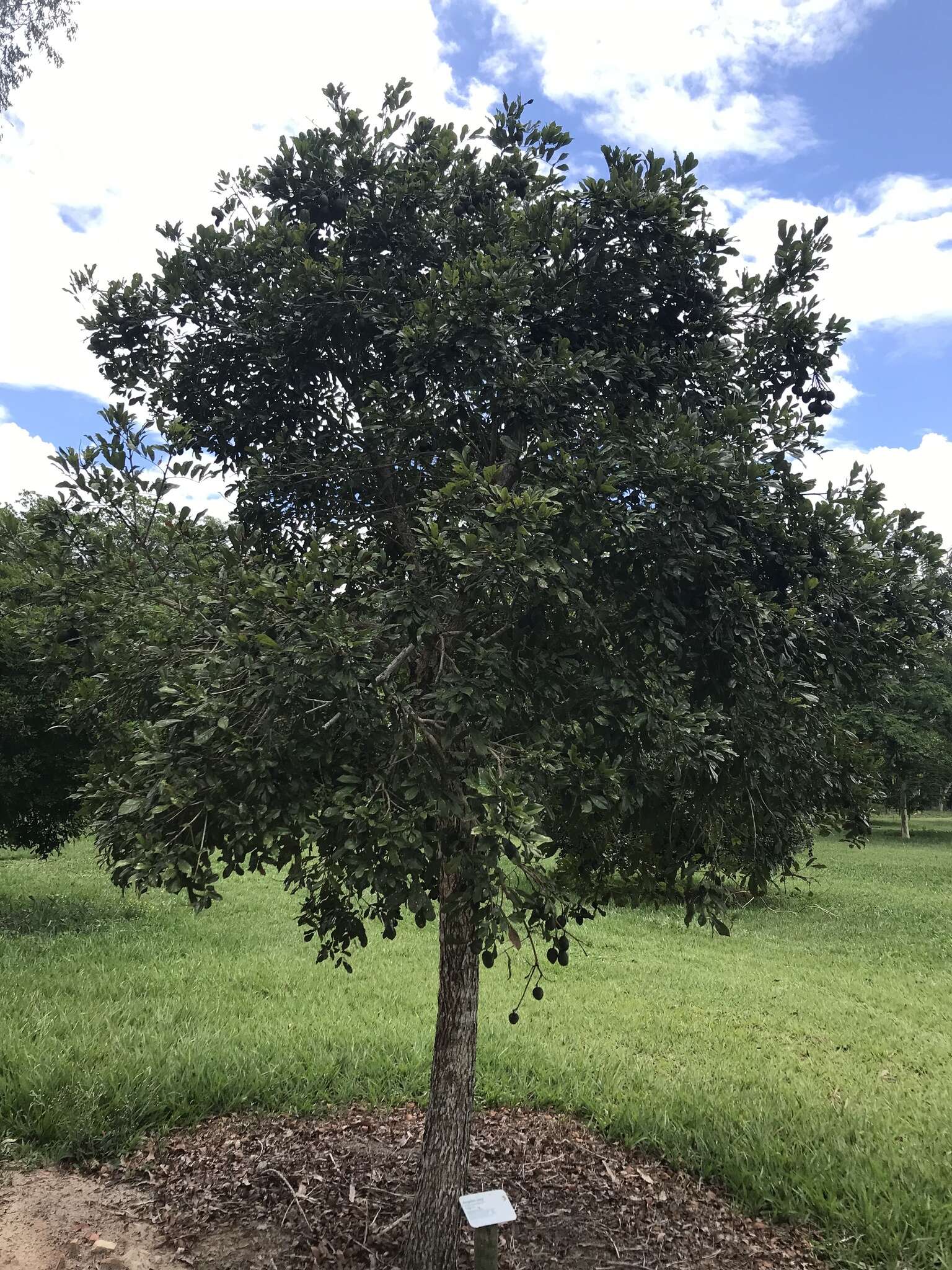 Plancia ëd Andira fraxinifolia Benth.