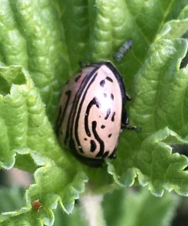 Image of Calligrapha (Calligrapha) dislocata (Rogers 1856)