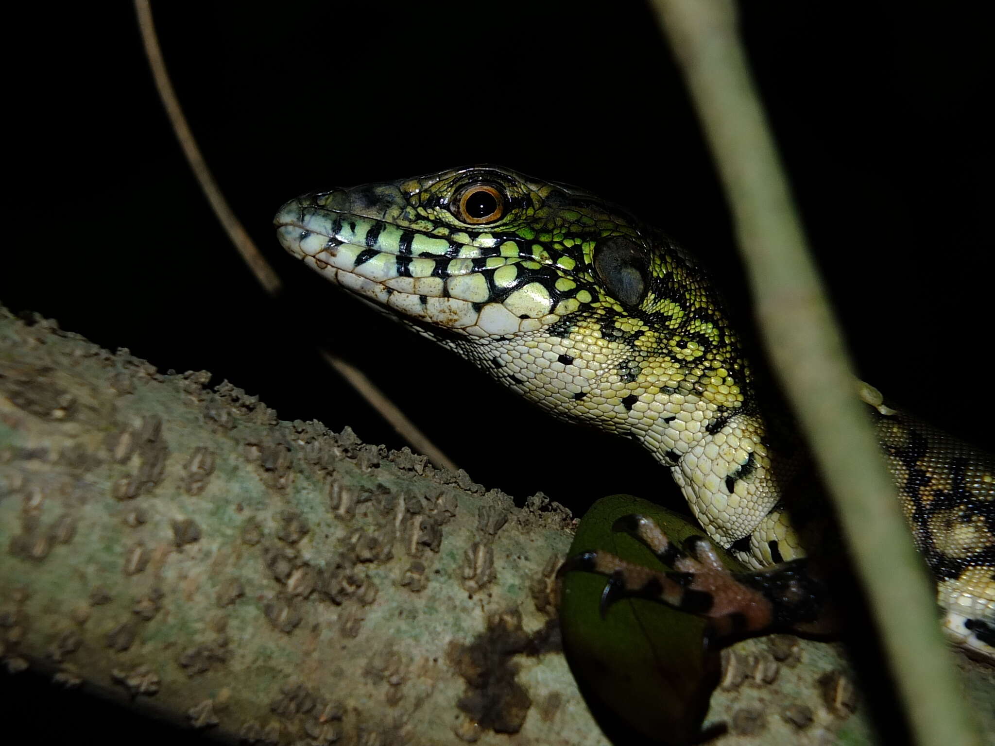 صورة Crocodilurus amazonicus (Spix 1825)