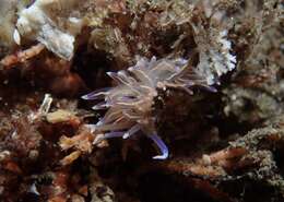 Imagem de Phyllodesmium opalescens Rudman 1991