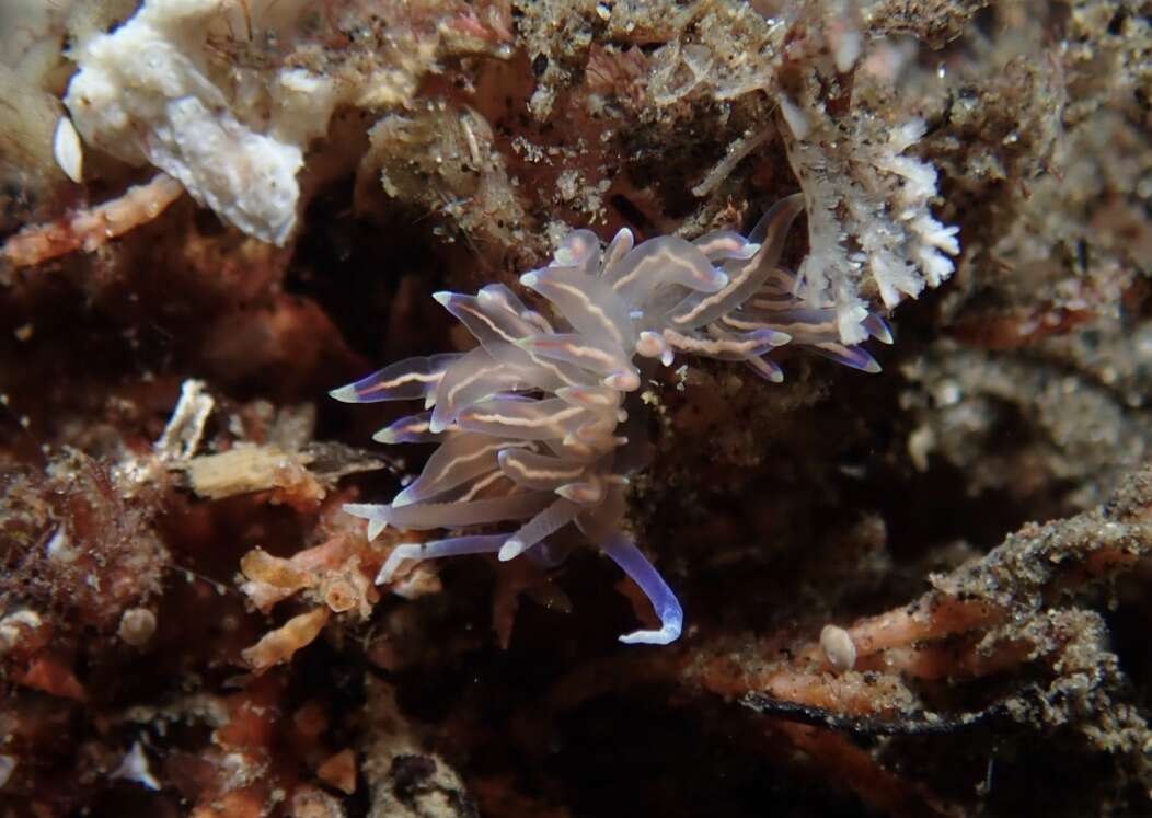 Imagem de Phyllodesmium opalescens Rudman 1991