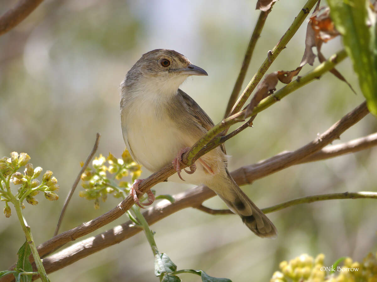 Image of Trilling Cisticola