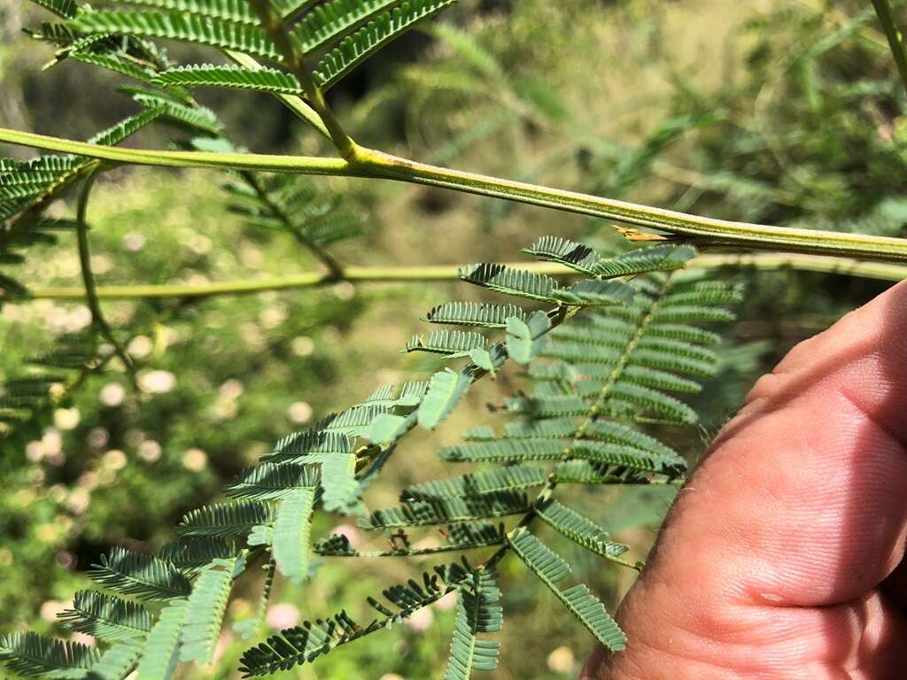 Image of Acacia loroloba Tindale