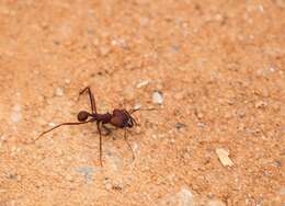 Image of Ant