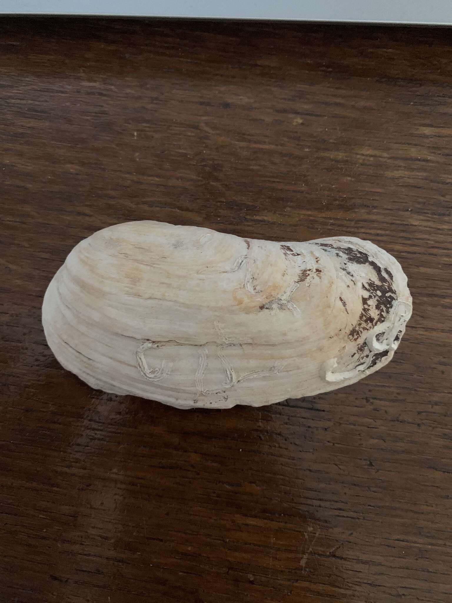 Image of oblong otter clam