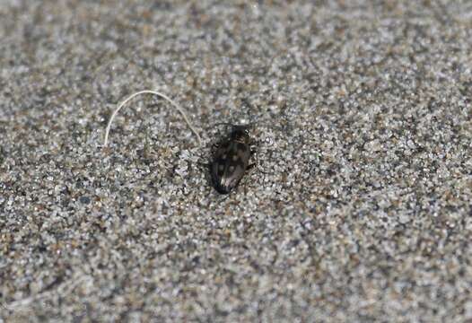 Image of Bembidion (Bracteon) zephyrum Fall 1910