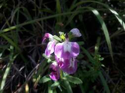 Imagem de Pedicularis bifida (Buch.-Ham.) Pennell