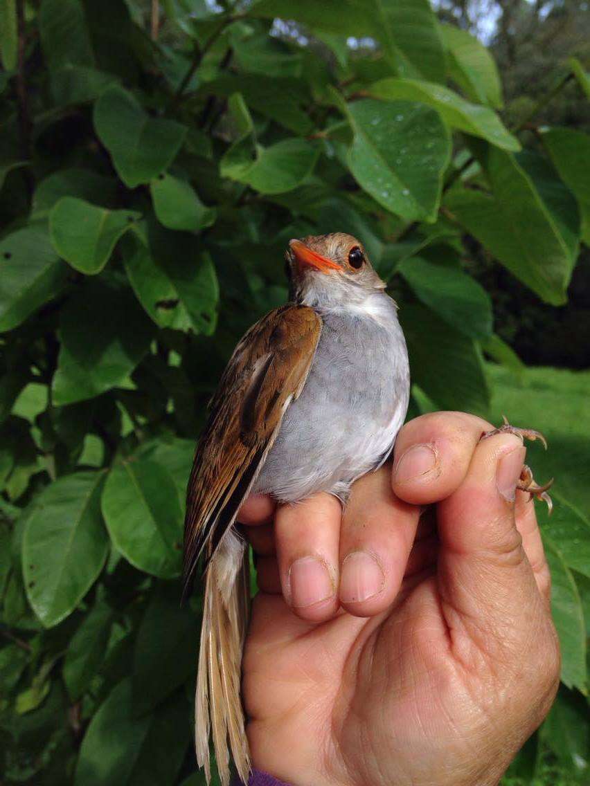 Image of Orange-billed Nightingale-Thrush