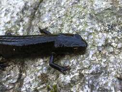 Image of Bosca's Newt